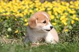 CORGI PEMBROKE 1176